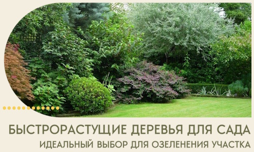 Быстрорастущие деревья для сада идеальный выбор в Красноуфимске